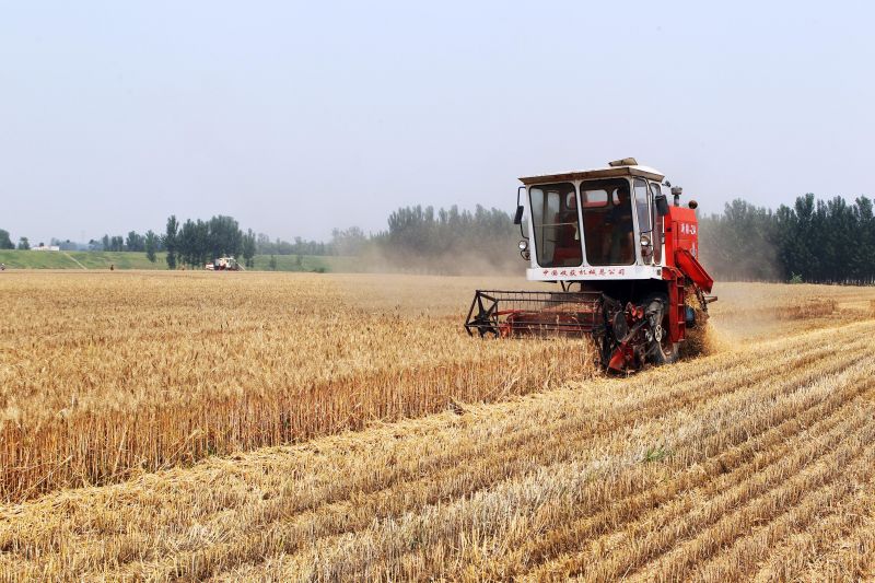 收获小麦的季节到了，你们那收了吗？
